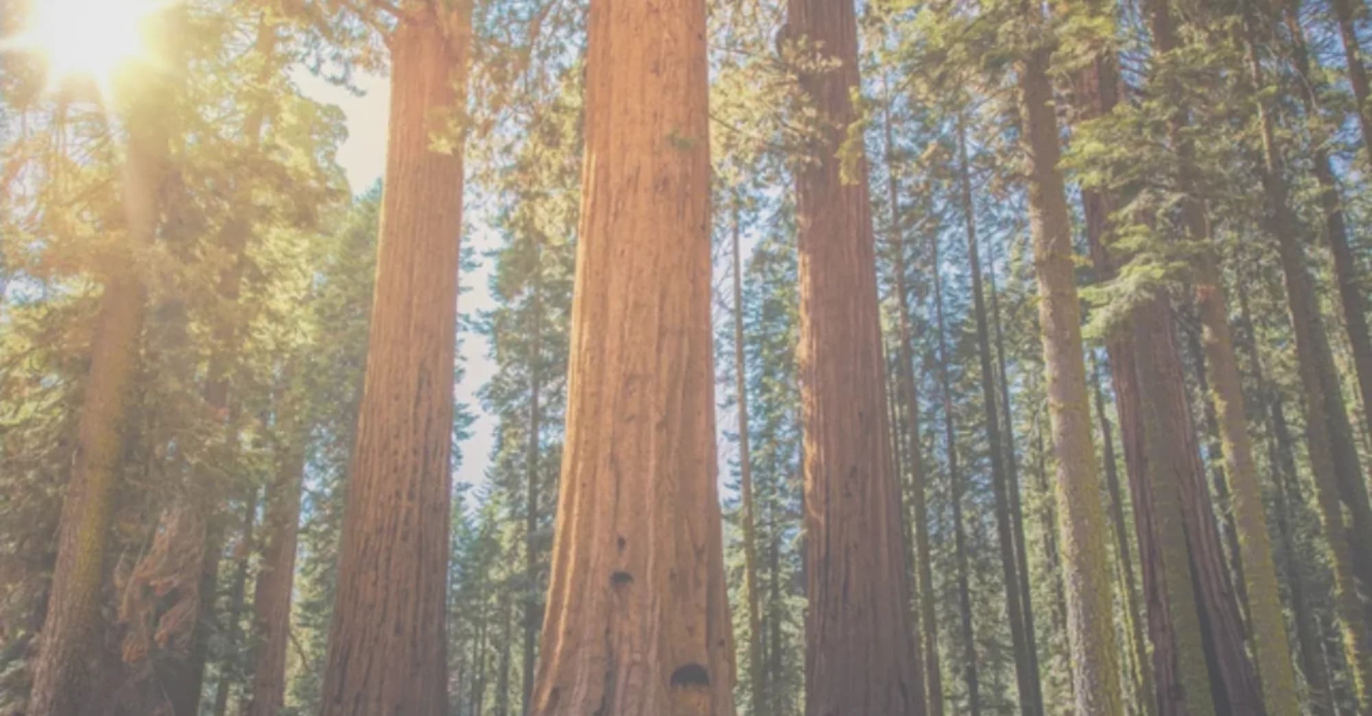 Sunlight through tall redwood trees in a forest